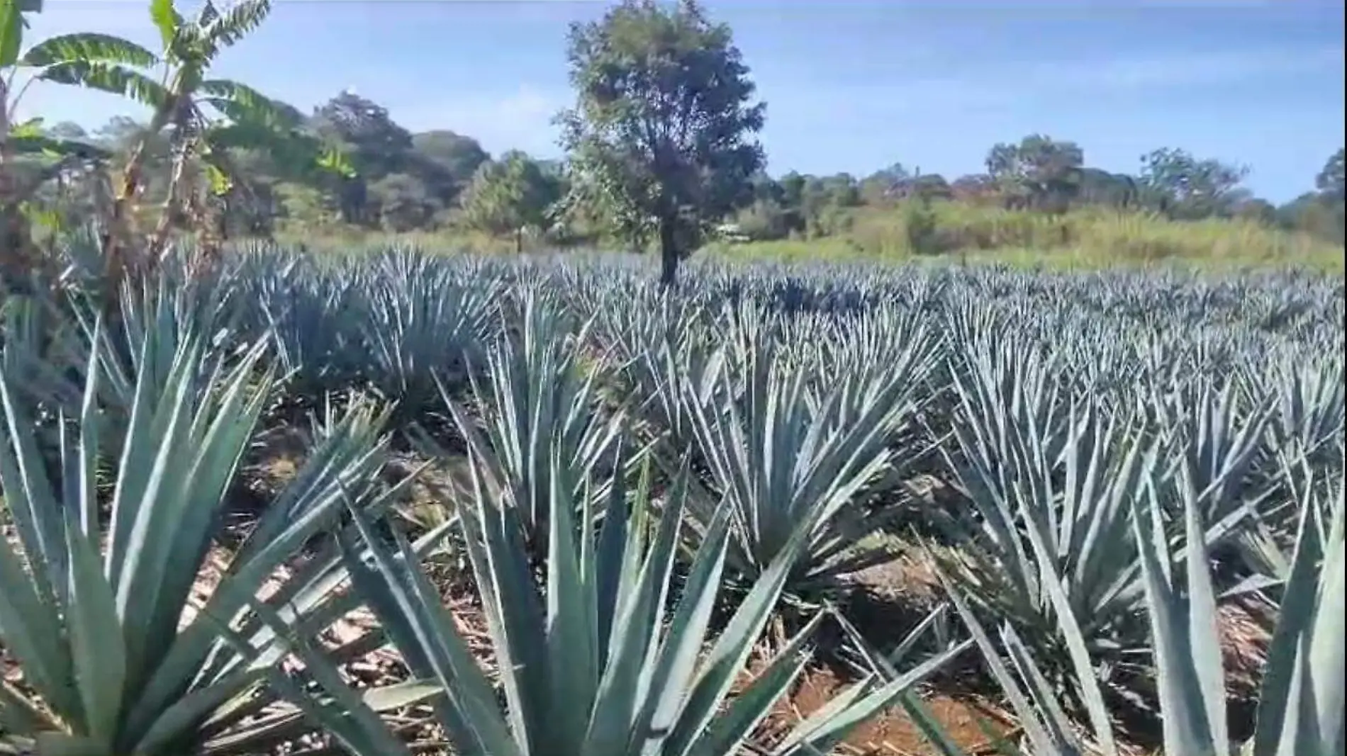 agave azul 